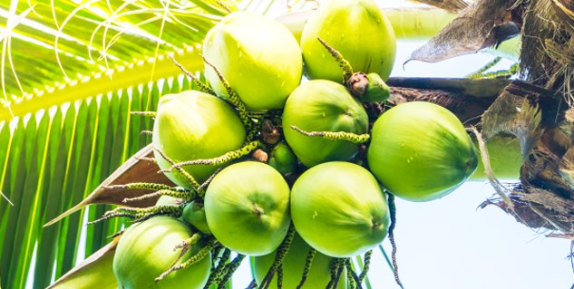 coconut benefits