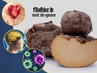 इम्यूनिटी बढ़ाने के लिए करें जिमीकंद का सेवन, जानें इसके अन्य फायदे-नुकसान और लेने का तरीका