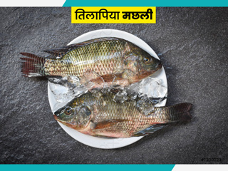क्या तिलापिया मछली खाना सुरक्षित और हेल्दी है? जानें मछली बनाने की आसान और टेस्टी रेसिपी