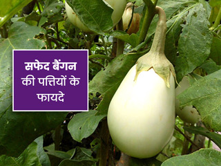 सफेद बैंगन की पत्तियां होती हैं सेहत के लिए फायदेमंद, जानें इसके 6 स्वास्थ्य लाभ