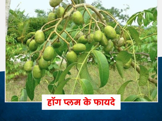 हॉग प्लम (Hog Plum) खाने से सेहत को मिलते हैं कई फायदे, जानें इनके बारे में