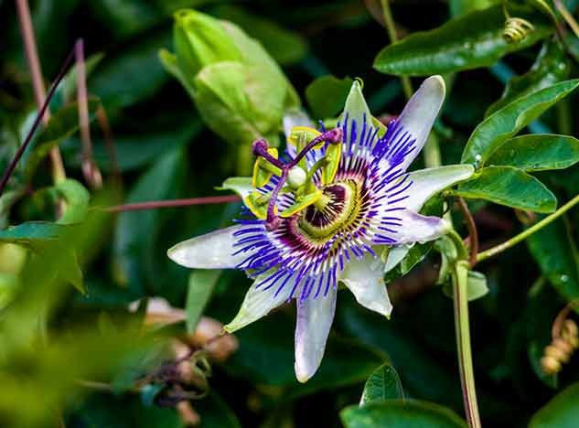 passion flower benefits