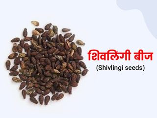 Shivlingi seeds: वजन कम करने में मददगार हैं शिवलिंगी बीज, जानें इसके फायदे और नुकसान