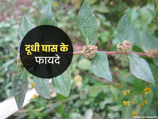 दूधी घास (छोटी दूधी) त्वचा, बालों और सेहत की इन 4 समस्याओं को करती है दूर, जानें फायदे और प्रयोग का तरीका