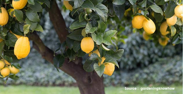 use lemon for dry elbow