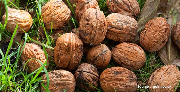 use walnut for dry elbow