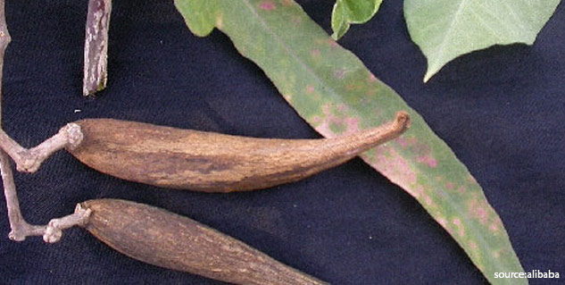 jivanti herb uses