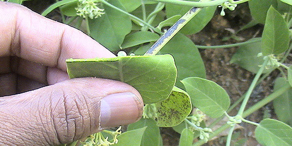 Benefits Of Jivanti Herb To Cure Tuberculosis Fever Skin Related