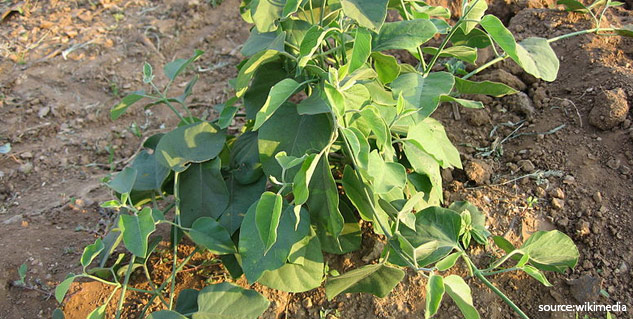 jivanti herb benefits