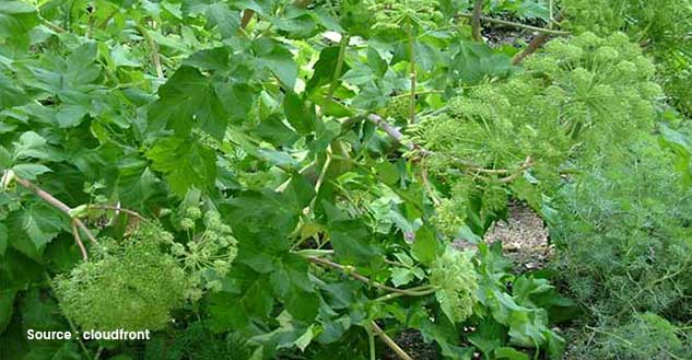 chorak benefits 