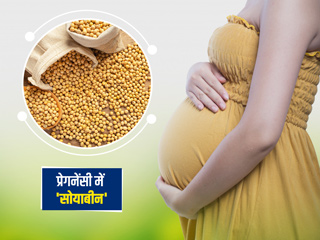 प्रेगनेंसी में सोयाबीन खाने के फायदे-नुकसान, एक्सपर्ट से जानें गर्भवती महिला के लिए सोयाबीन कितना है सुरक्षित