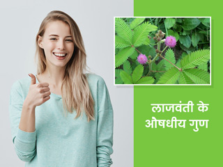 छुईमुई या लाजवंती का पौधा है कई रोगों का कारगर आयुर्वेदिक इलाज, जानें इसके इस्तेमाल के तरीके