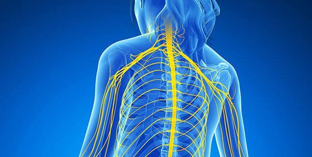 Inside1_nervoussystemyoga