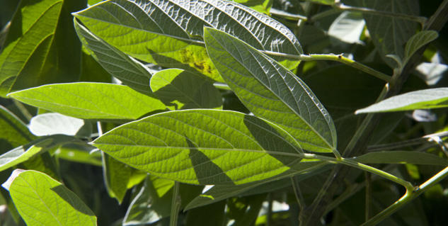arhar leaves uses 