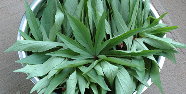 arhar leaves benefits