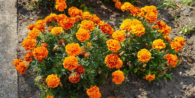Marigold-Flower-To-Improve-Eyesight