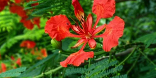 Gulmohar-Tree-and-Flower-Medicinal-Benefits