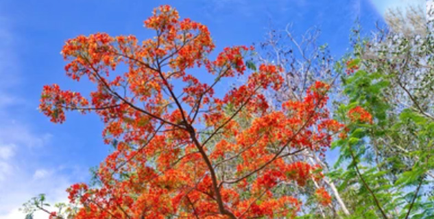 Gulmohar-Tree-and-Flower-Medicinal-Benefits