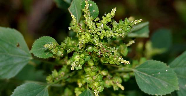 khokli herb benefits