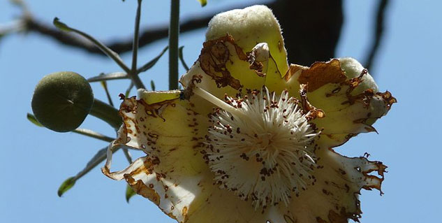 gorakh imli benefits