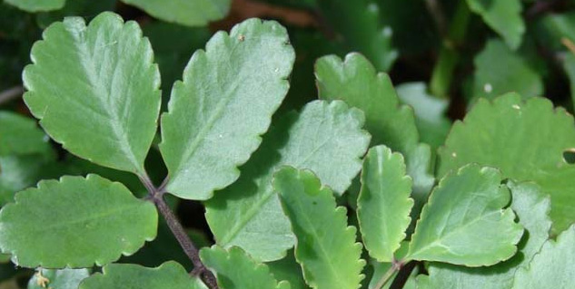 Patharchatta-Benefits-for-Urinary-Problems 