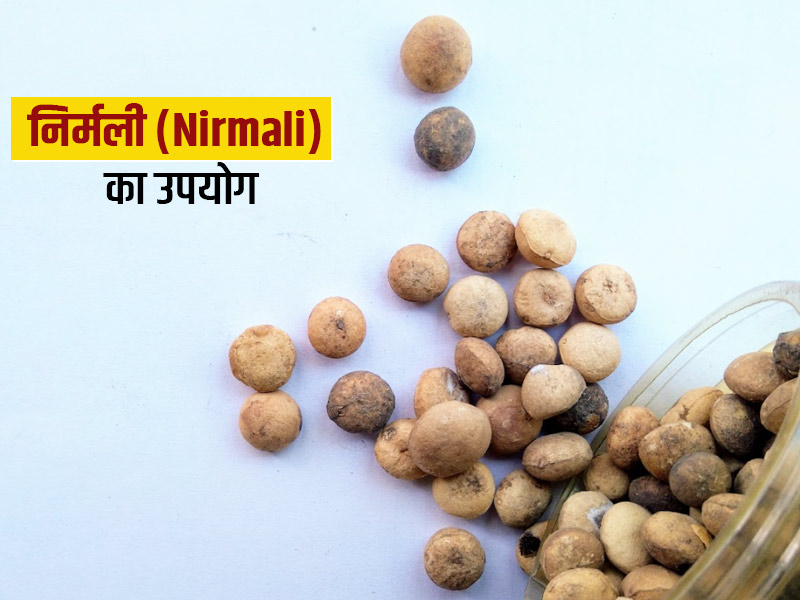 निर्मली (Nirmali) के बीज, जड़ और फल के 8 फायदे और कुछ नुकसान