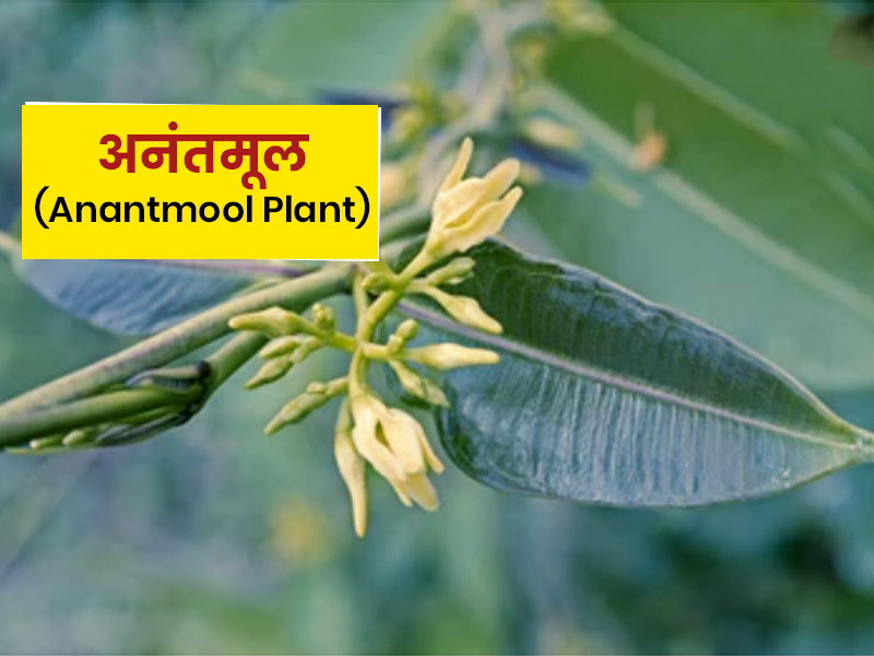 अनंतमूल का पौधा आता है कई बीमारियों के इलाज में काम, जानें इसके 5 फायदे, प्रयोग का तरीका और नुकसान