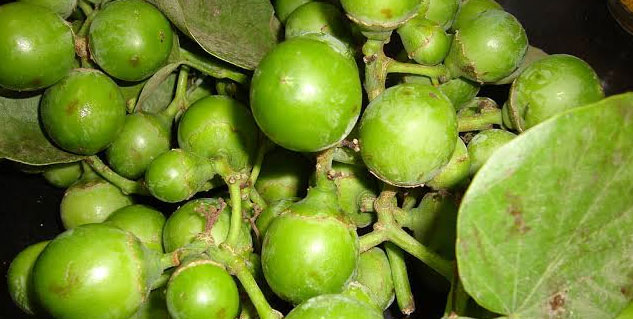 lasoda uses 
