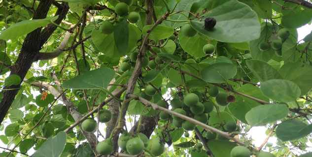 lasoda benefits
