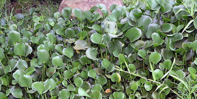 jalkumbhi uses