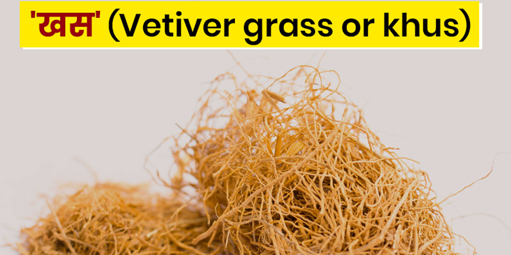 vetiver grass or khus health benefits uses side effects in hindi। खस जड़ी बूटी के फायदे और