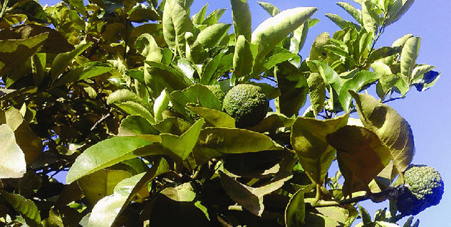 jambhiri nimbu uses 