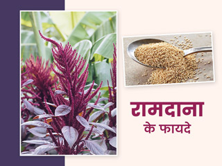 इन आयुर्वेदिक तरीकों से करें भारतीय राजगिरा (रामदाना) का इस्तेमाल, कई बीमारियों में मिलेगा फायदा