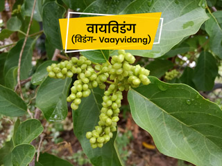 वायविडंग (विडंग) से आयुर्वेद में किया जाता है कई रोगों का इलाज, जानें इसके 6 फायदे और प्रयोग का तरीका