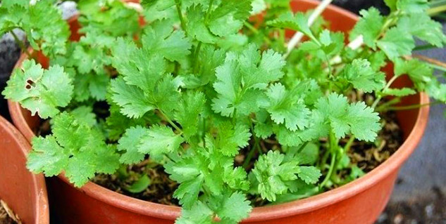 coriander uses 