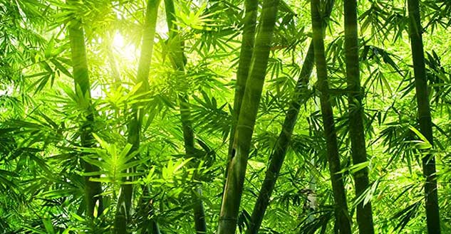 inside1bamboo