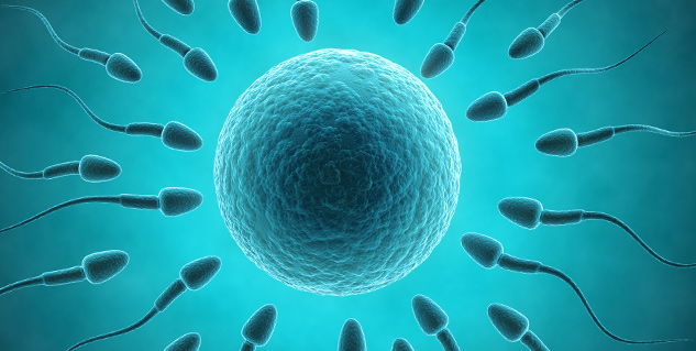 sperm
