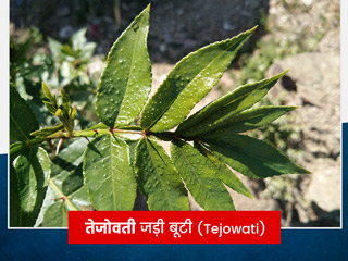 तेजोवती जड़ी-बूटी के प्रयोग से दूर होती हैं ये 6 समस्याएं, जानें कुछ नुकसान और सावधानियां