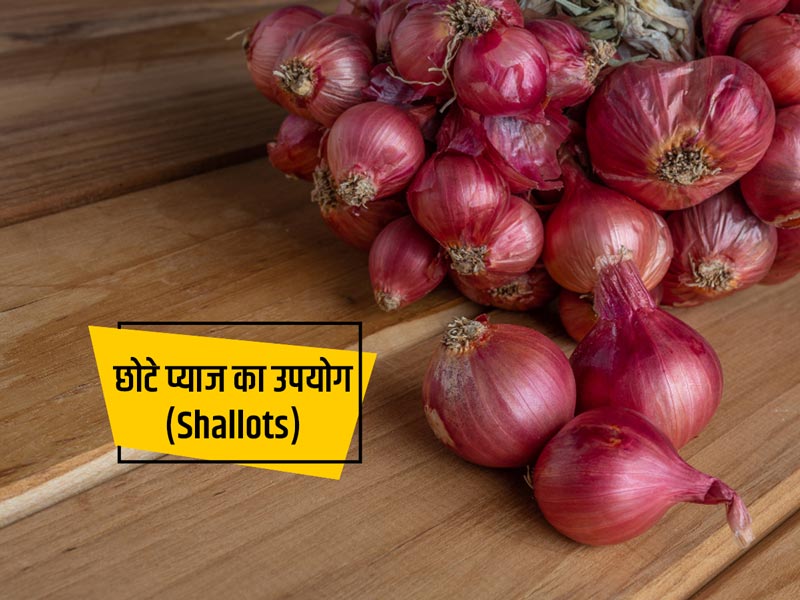 छोटे प्याज (शैलट्स) के सेवन से सेहत मिलते हैं ये 6 फायदे, जानें इसके प्रयोग और कुछ नुकसान