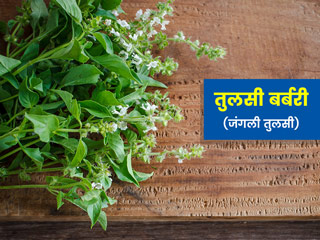 जंगली तुलसी (तुलसी बर्बरी) सेहत के लिए है इन 7 तरीकों से फायदेमंद, जानें उपयोग करने का तरीका और नुकसान