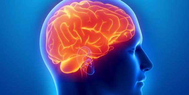 brain
