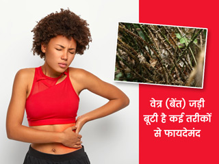 बेंत (वेत्र) का पौधा आता है इन 6 बीमारियों में इलाज में बहुत काम, जानें इसके फायदे, प्रयोग और कुछ नुकसान