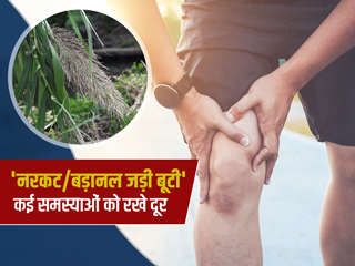 नरकट (बड़ानल) जड़ है कई रोगों के इलाज में फायदेमंद, जानें इसका उपयोग