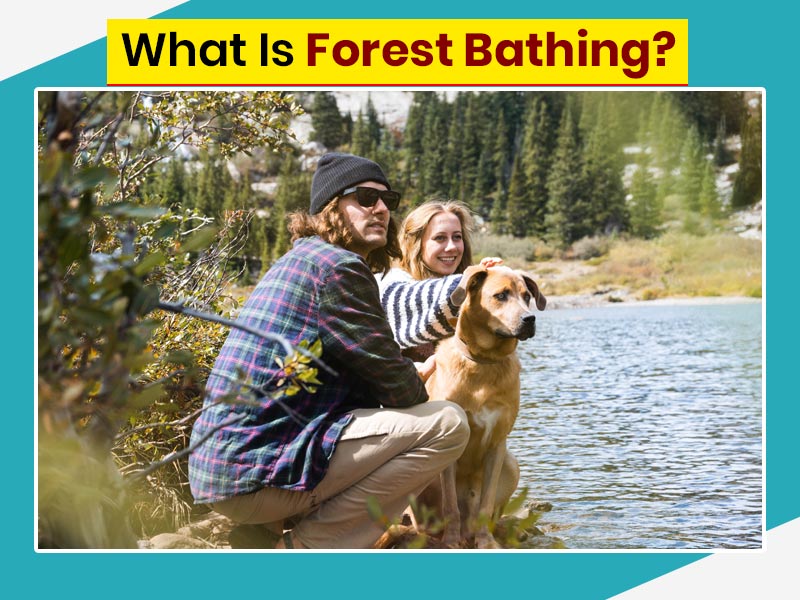 What Is Forest Bathing & How Does It Help? | OnlyMyHealth