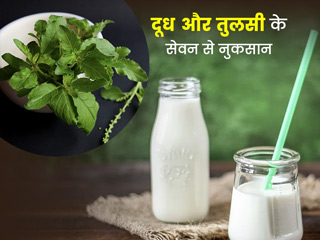 तुलसी और दूध के नुकसान: दूध में तुलसी डालकर पीने से सेहत को सकते हैं कुछ नुकसान, बरतें सावधानी