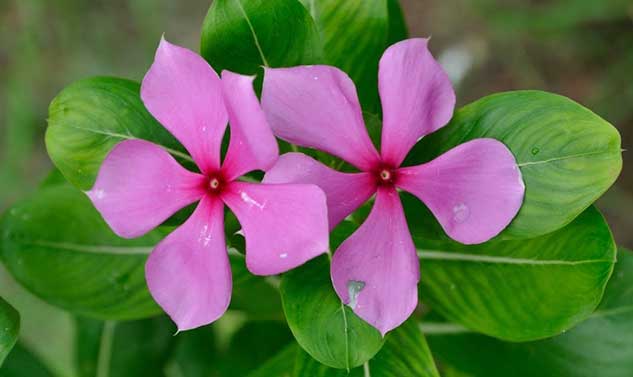 evergreen leaves benefits