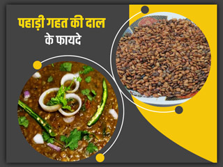 Pulses Health Benefits : सर्दियों में पहाड़ी ‘गहत की दाल’ खाना है फायदेमंद, जानें इसके 6 लाभ
