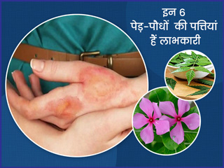 इन 6 पेड़-पौधों की पत्तियां देती हैं सेहत को कई फायदे, जानें इनके उपयोग और मिलने वाले लाभ