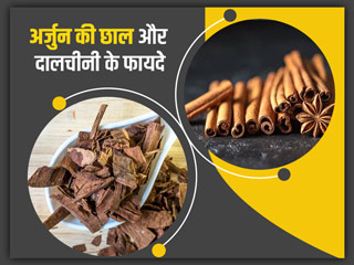 अर्जुन की छाल और दालचीनी को मिक्स करके खाने से सेहत को मिलेंगे ये 6 फायदे, जानें सेवन का तरीका