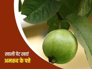 सुबह खाली पेट अमरूद के पत्ते खाने से मिलते हैं ये 5 फायदे, जानें कुछ सावधानियां और नुकसान